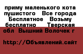 приму маленького кота пушистого - Все города Бесплатное » Возьму бесплатно   . Тверская обл.,Вышний Волочек г.